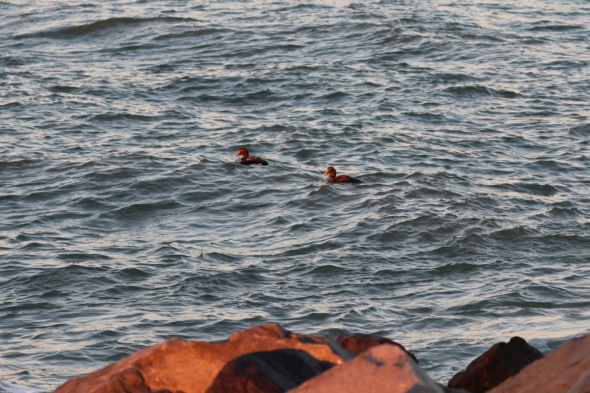 ærfugl - ML646933859