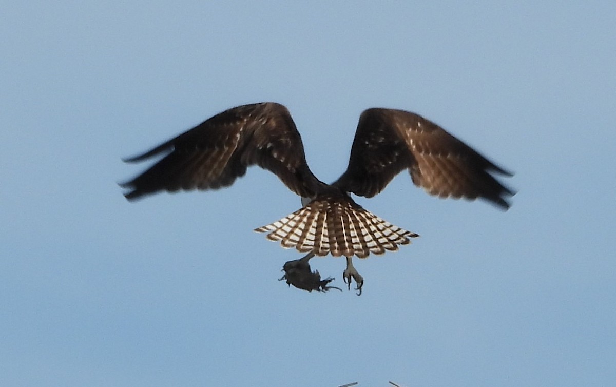 fiskeørn - ML646933862