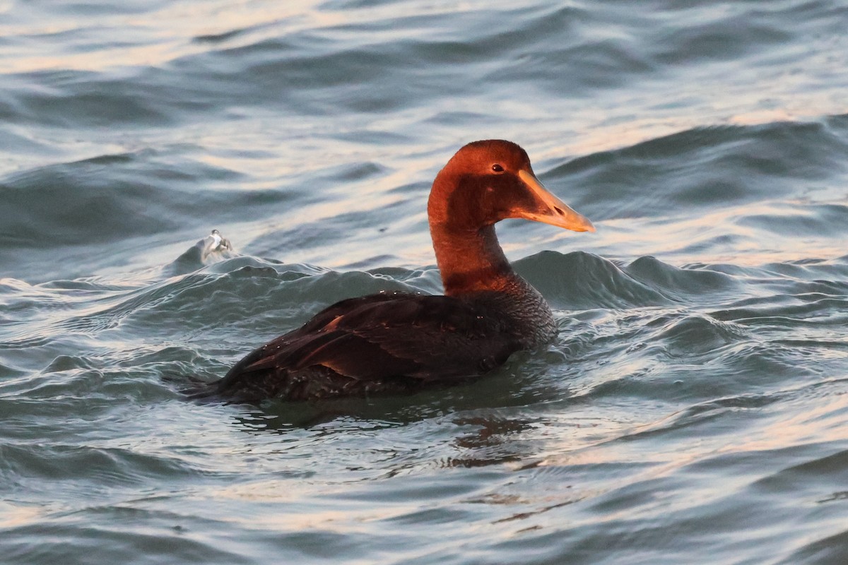 ærfugl - ML646933864