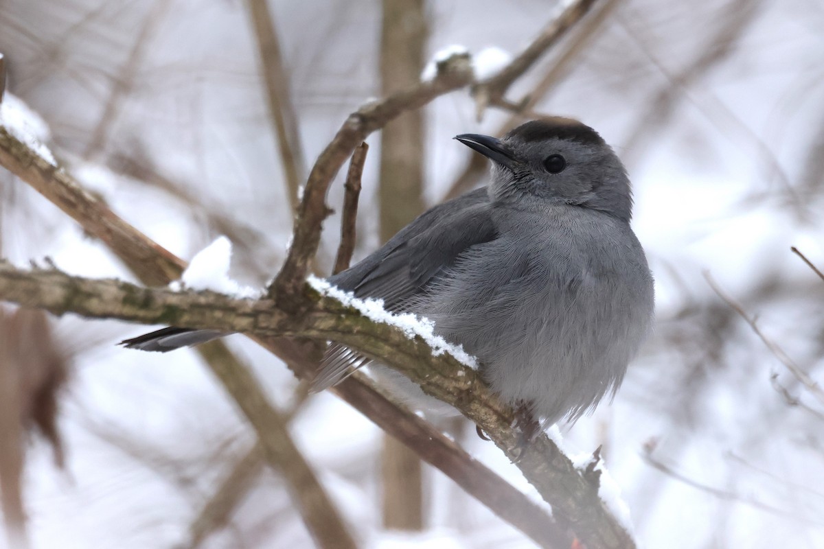 Gray Catbird - ML646933865