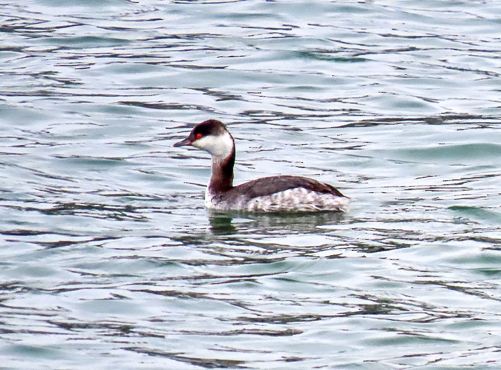 Ohrentaucher - ML646933867