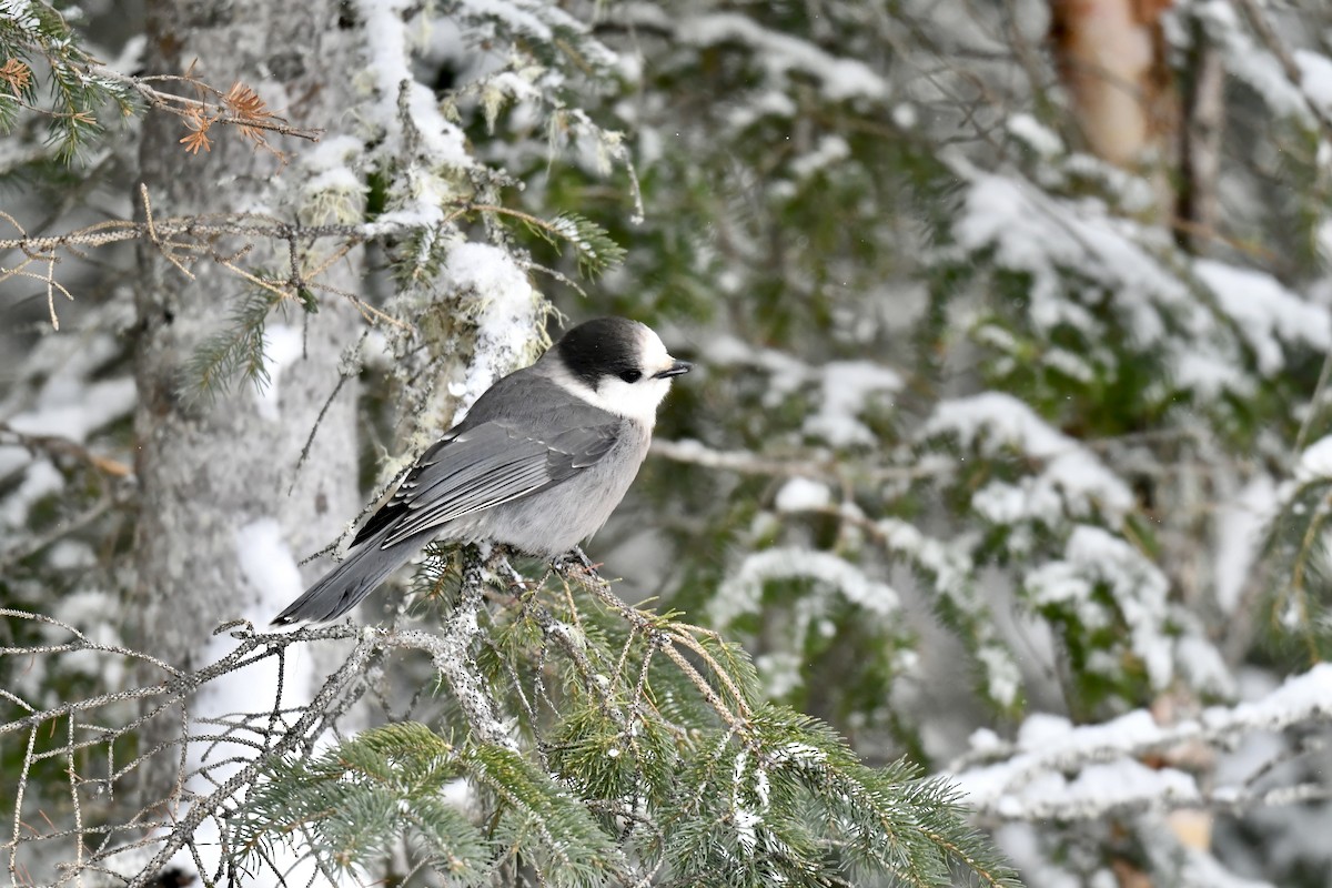 Arrendajo Canadiense - ML646933870