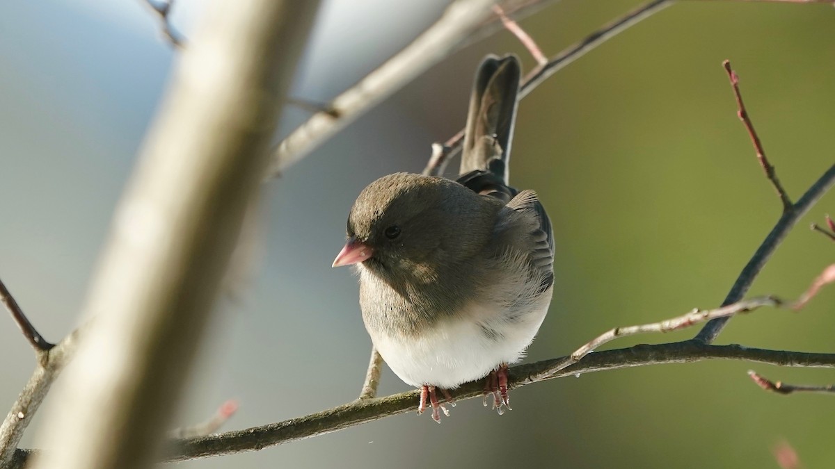 ユキヒメドリ - ML646933872