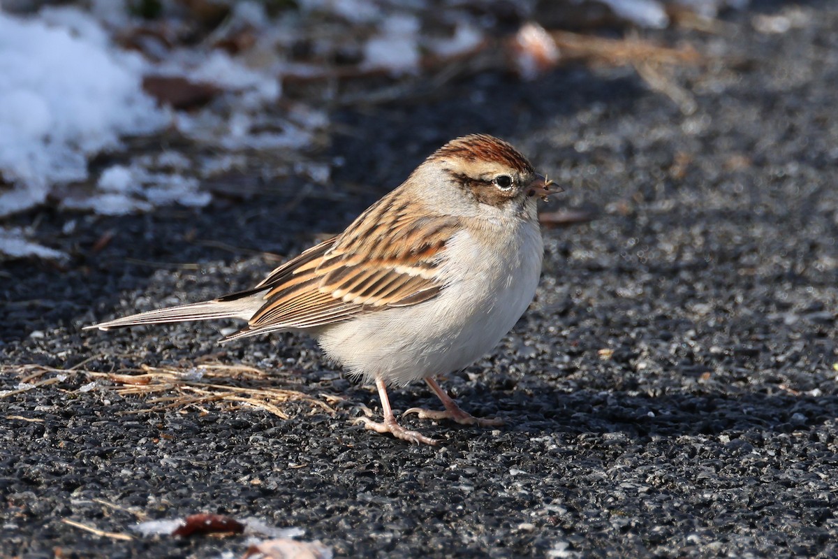 Chipping Sparrow - ML646933876
