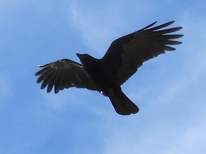 amerikakråke - ML646933884