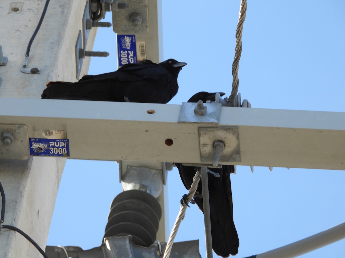 amerikakråke - ML646933885