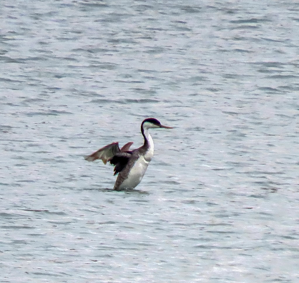 Renntaucher - ML646933887