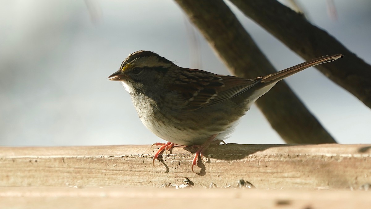 ノドジロシトド - ML646933888