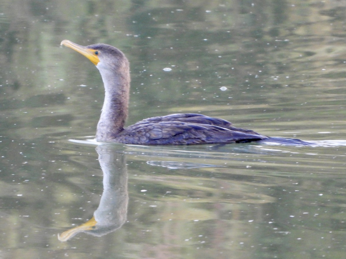Double-crested Cormorant - ML646933890