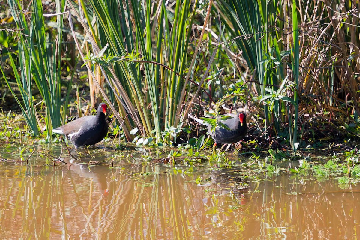 slípka americká - ML646933891