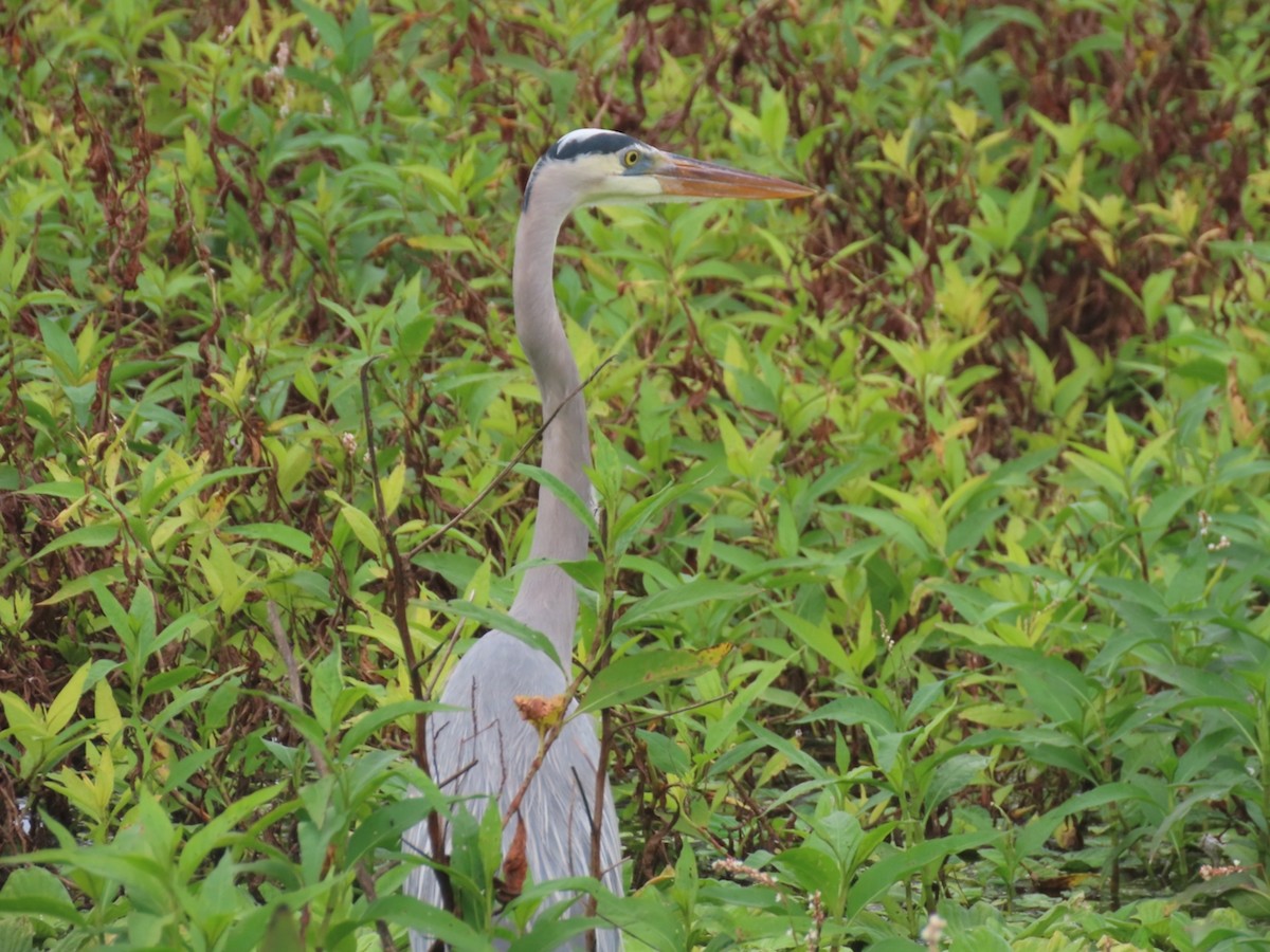 Great Blue Heron - ML646933893