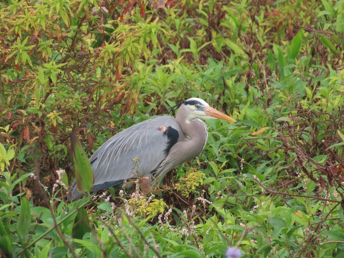 Great Blue Heron - ML646933894