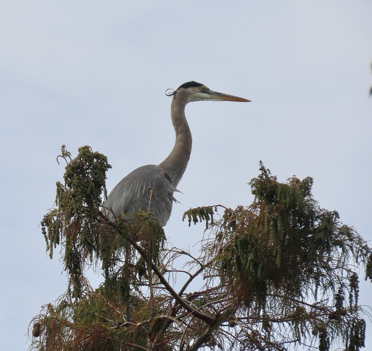 Great Blue Heron - ML646933895