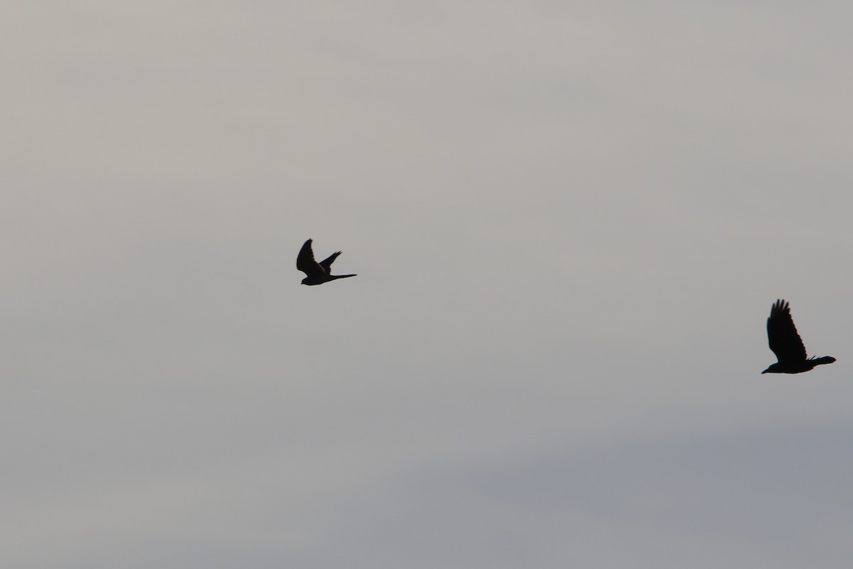 紅隼 - ML646933908