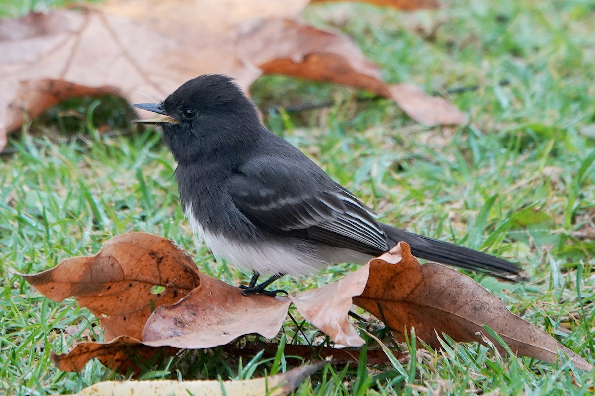 Black Phoebe - ML646933909