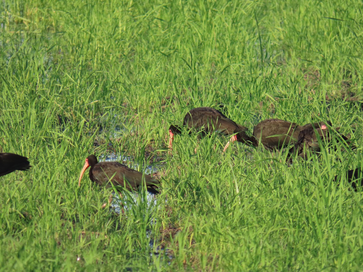 Bare-faced Ibis - ML646933912