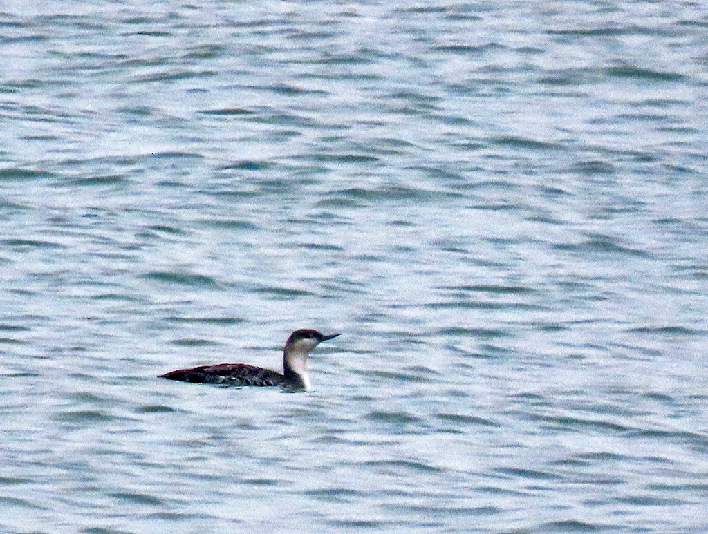 紅喉潛鳥 - ML646933915