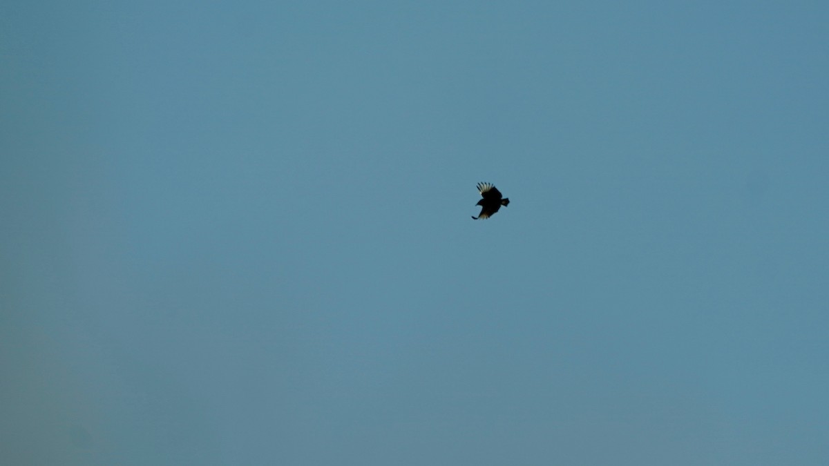 Black Vulture - ML646933925