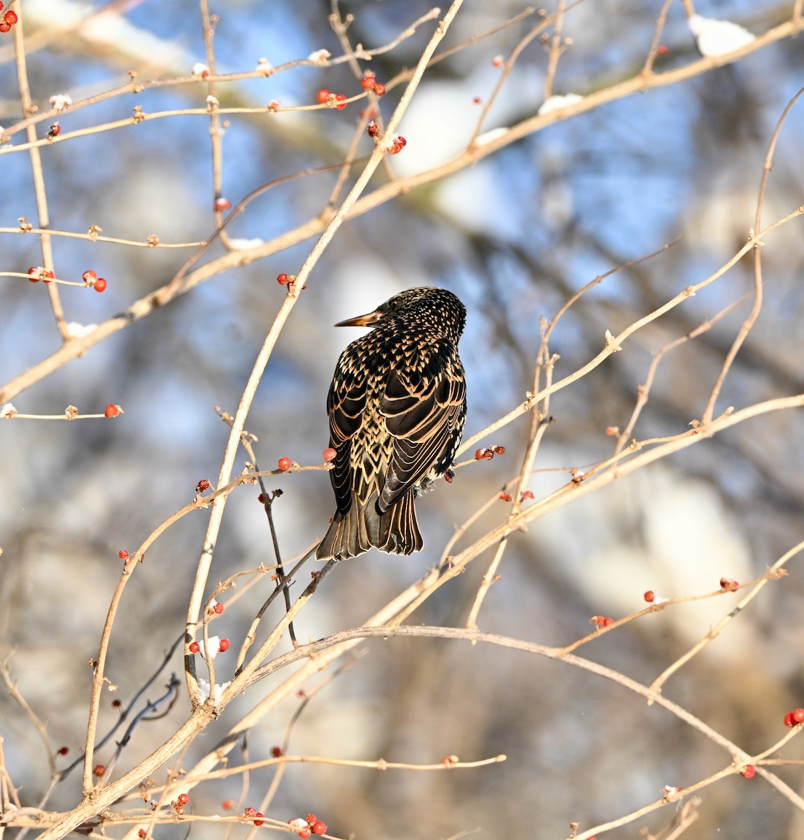 歐洲椋鳥 - ML646933926