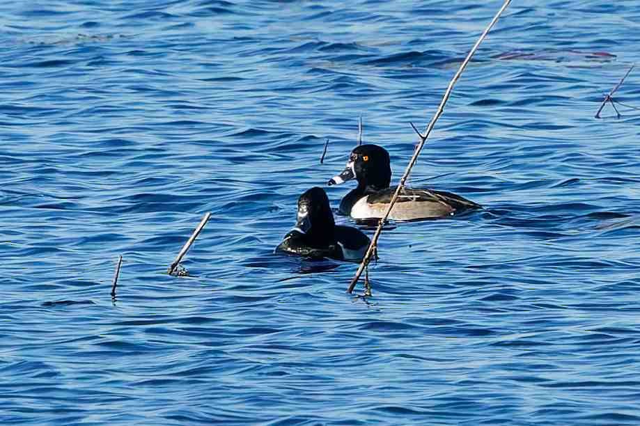 環頸潛鴨 - ML646933927