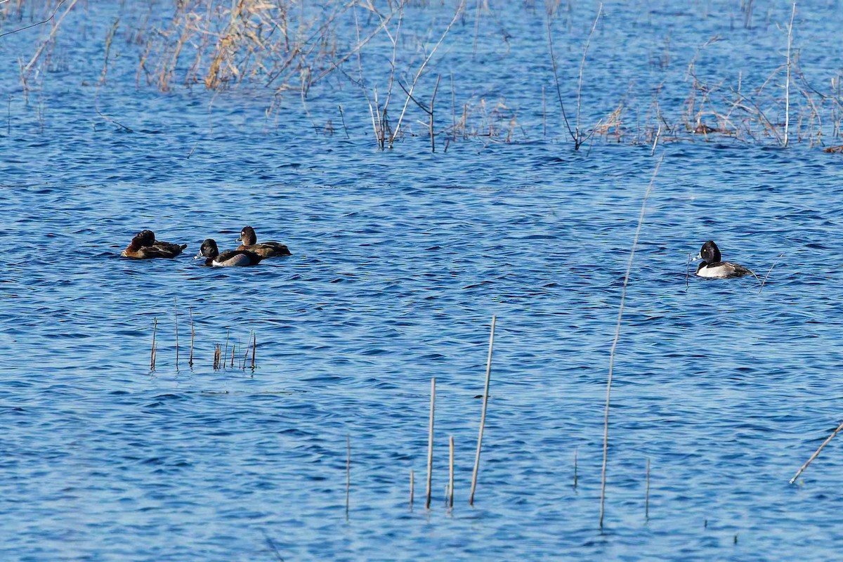 環頸潛鴨 - ML646933928