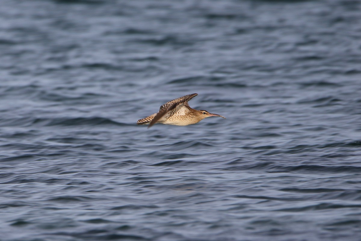 中杓鷸(phaeopus) - ML646933929