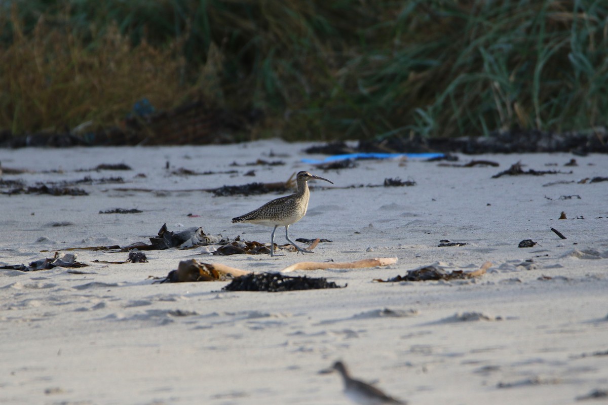 中杓鷸(phaeopus) - ML646933930