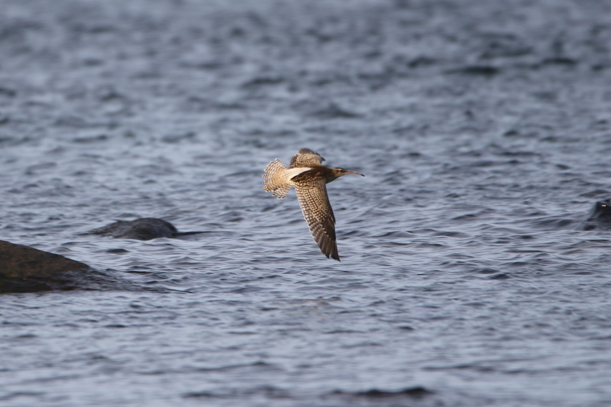 中杓鷸(phaeopus) - ML646933932