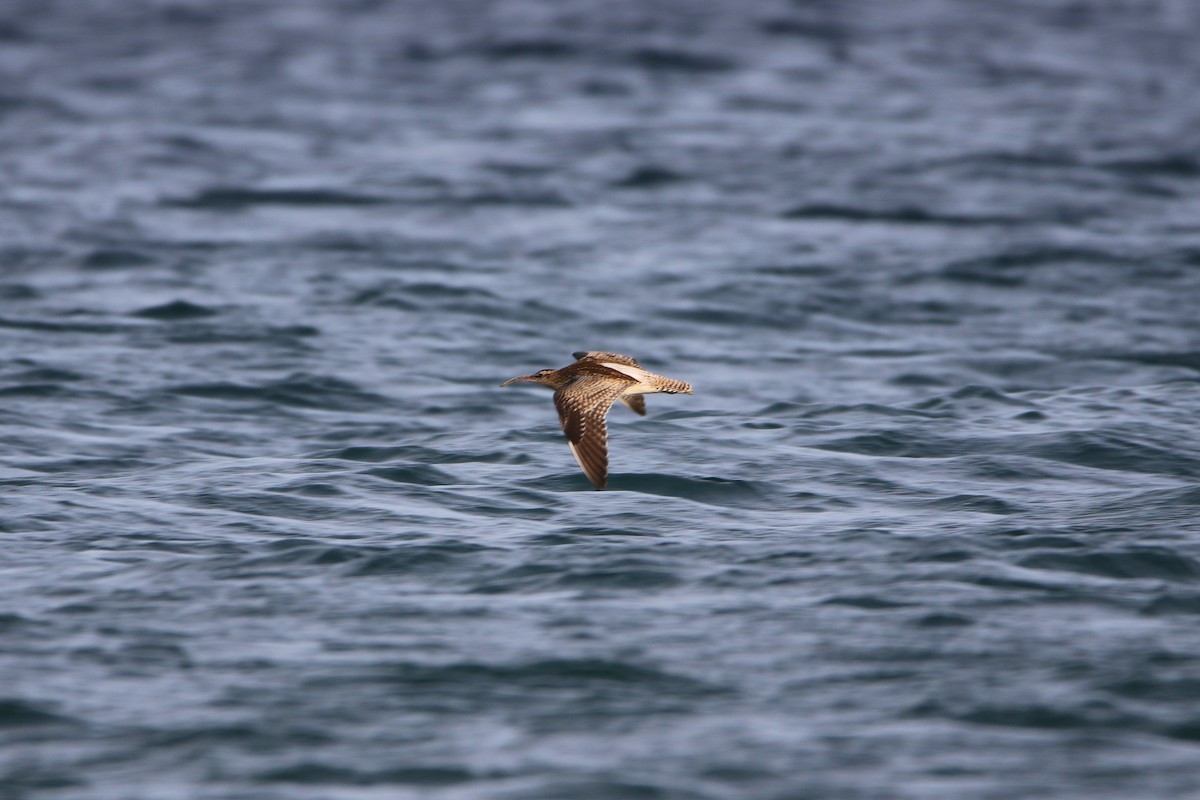 中杓鷸(phaeopus) - ML646933933