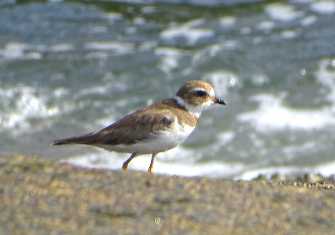 Semipalmated Plover - ML646933935