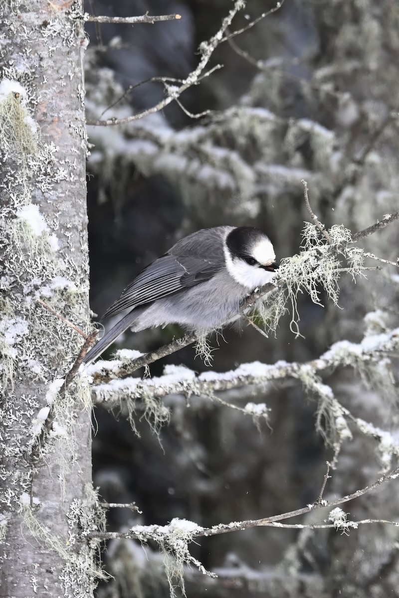 Canada Jay - ML646933936