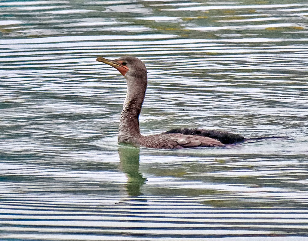 Double-crested Cormorant - ML646933939