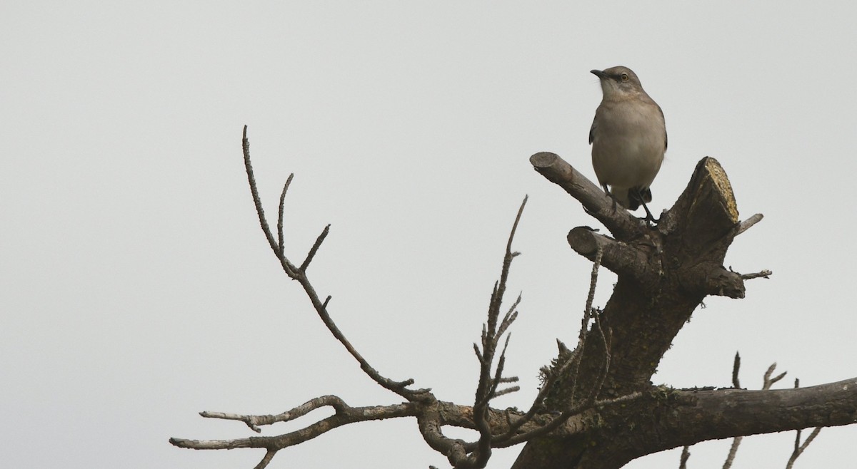 Northern Mockingbird - ML646933940