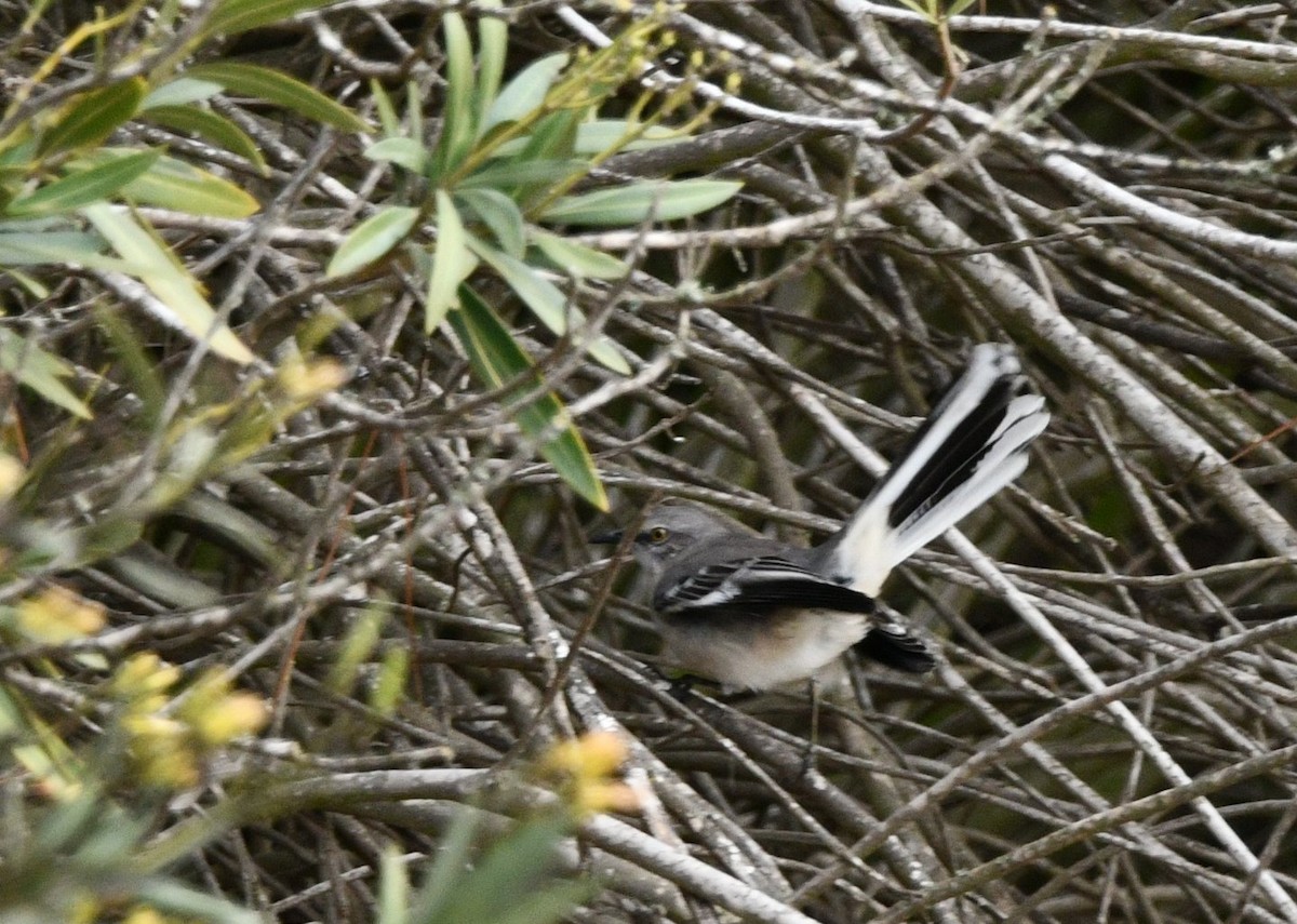 Northern Mockingbird - ML646933941