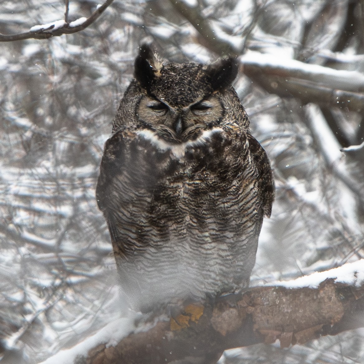 Great Horned Owl - ML646933943