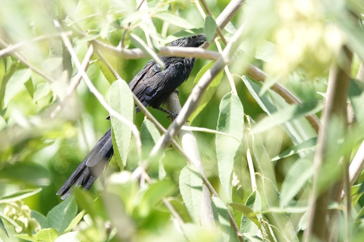 Groove-billed Ani - ML646933944