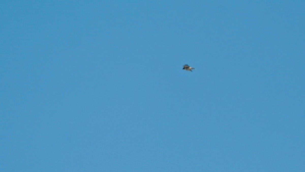 Red-tailed Hawk - ML646933956