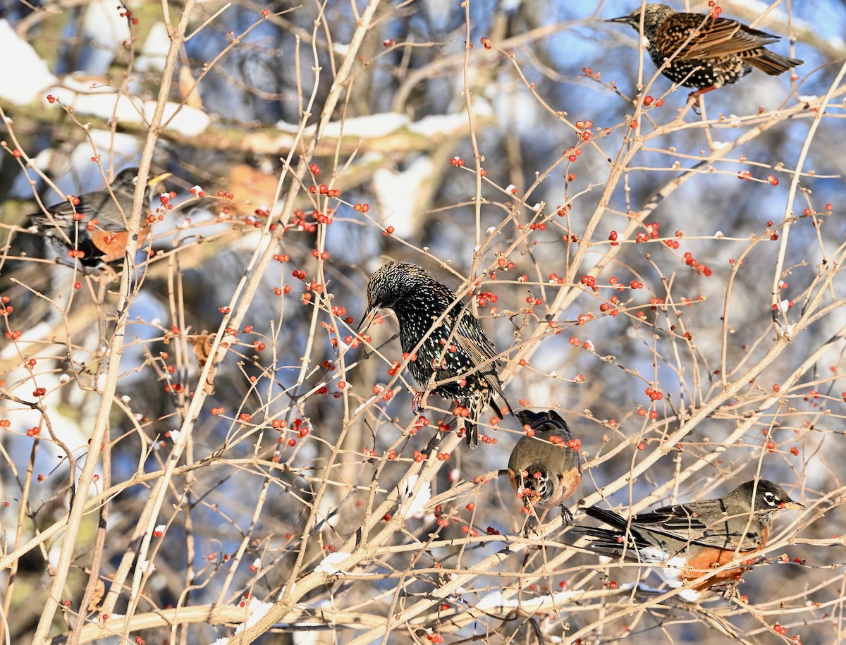 American Robin - ML646933958