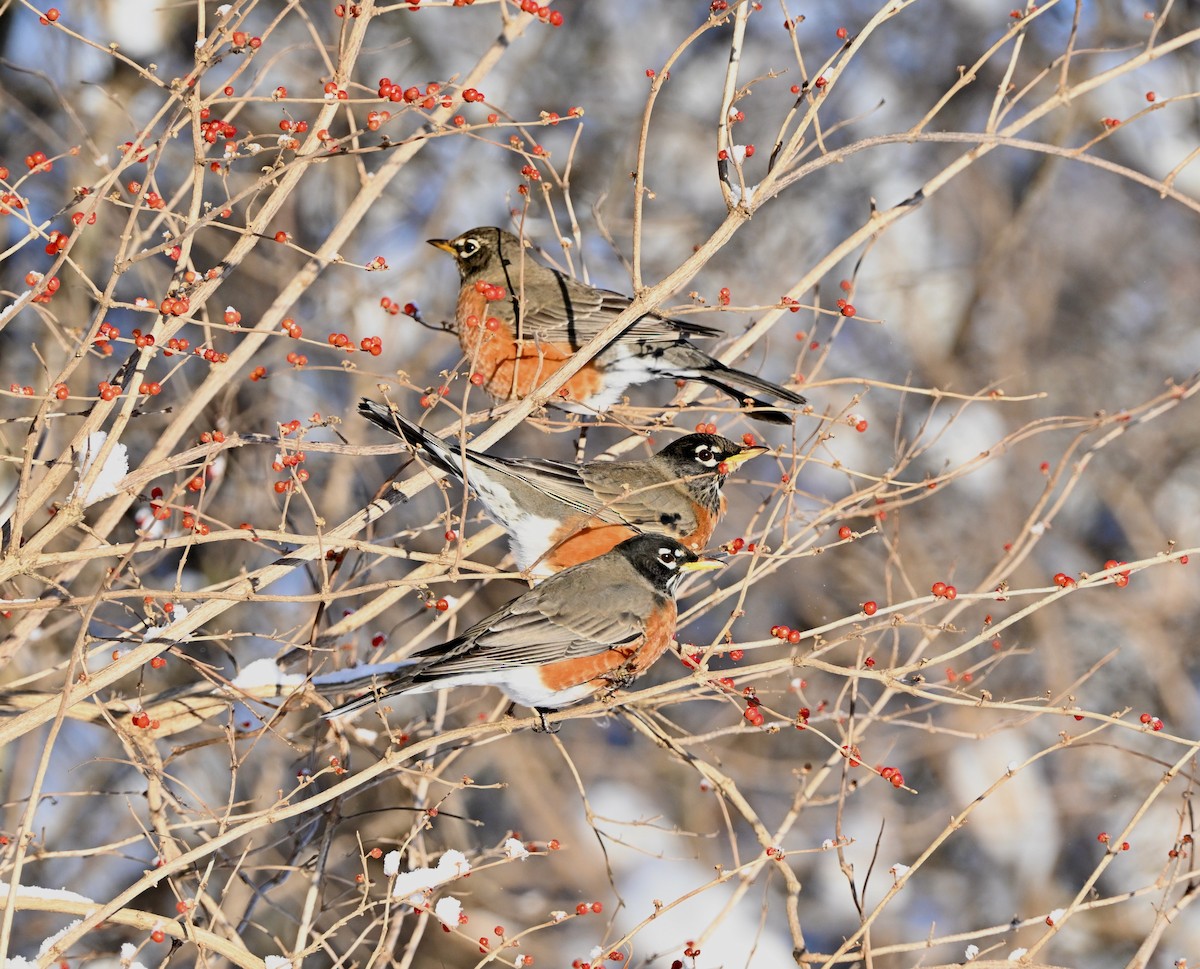 American Robin - ML646933959