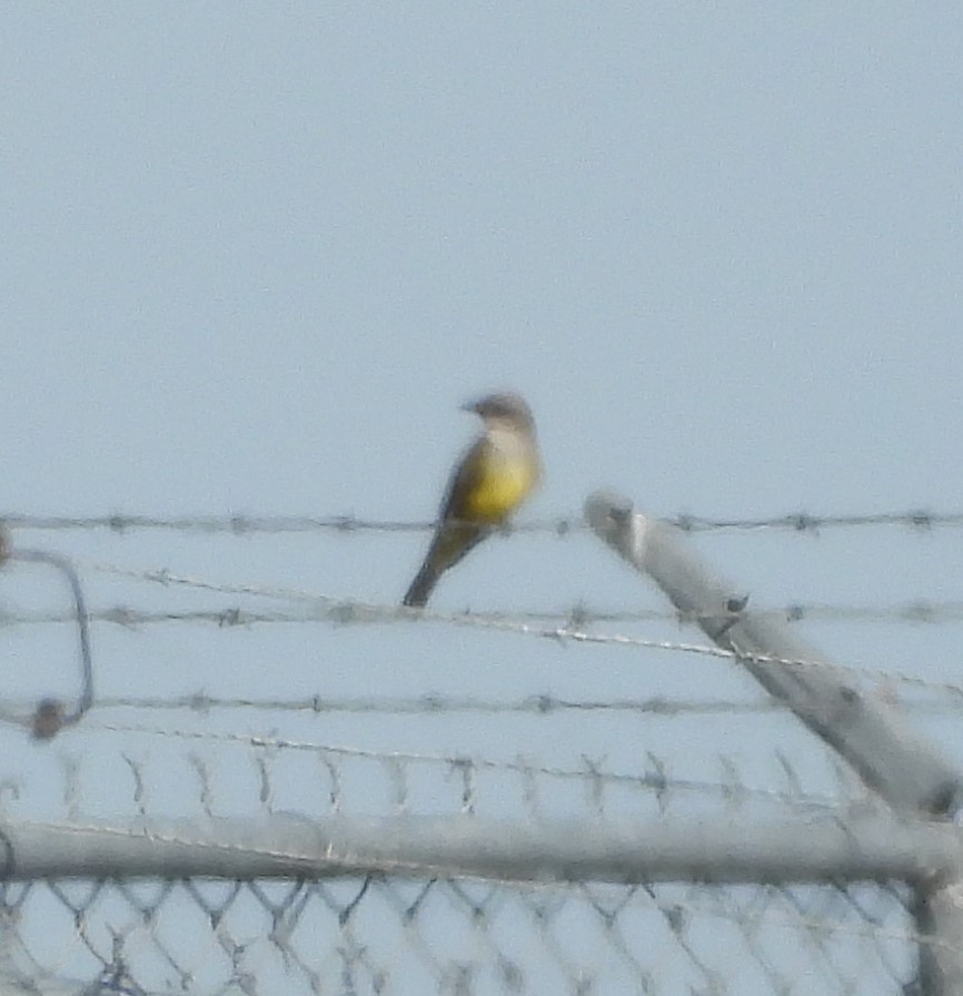 vestkongetyrann - ML646933960