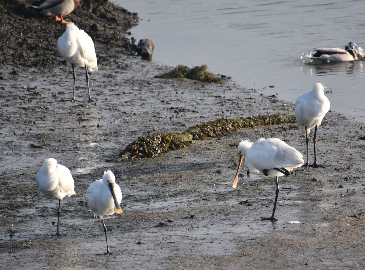 白琵鷺 - ML646933965