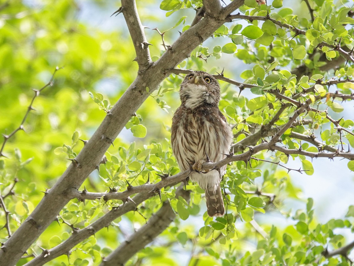 Сичик-горобець перуанський - ML646933973