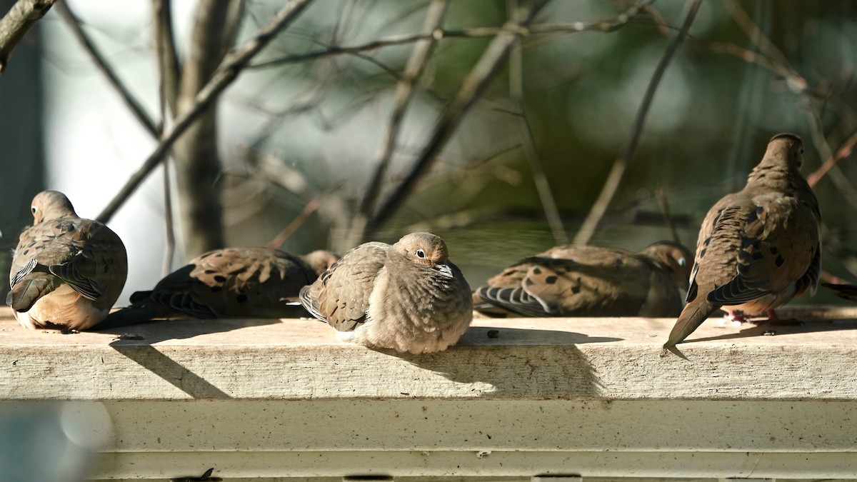 ナゲキバト - ML646933974