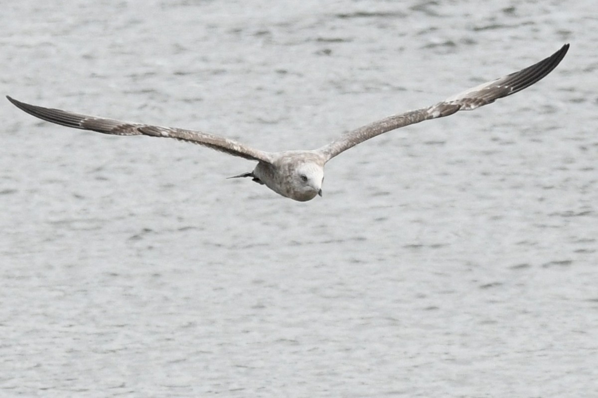 American Herring Gull - ML646933976
