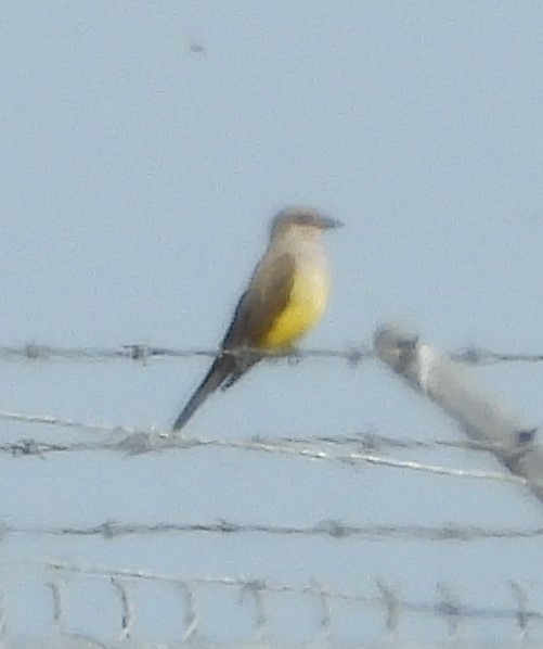 vestkongetyrann - ML646933980