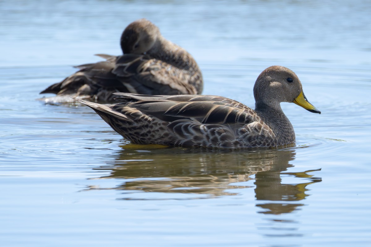 gulnebbstjertand (georgica) - ML646933981