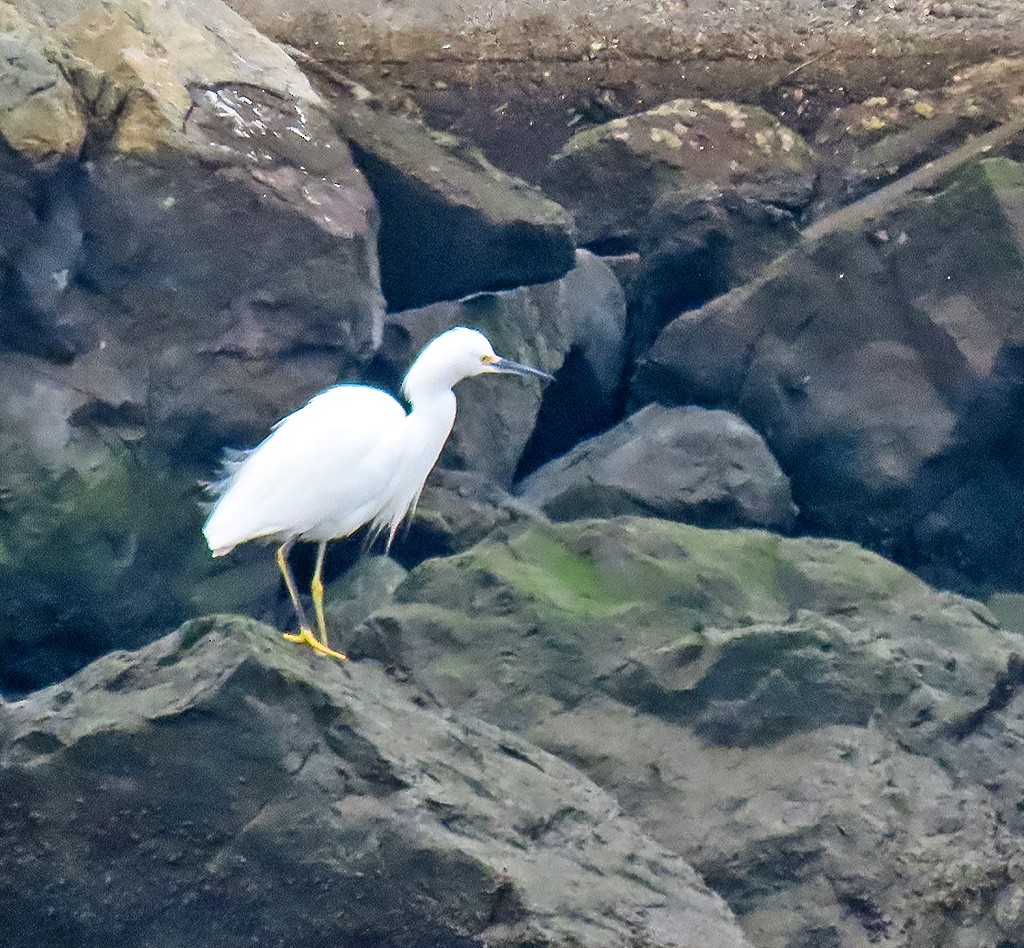 Schmuckreiher - ML646933986