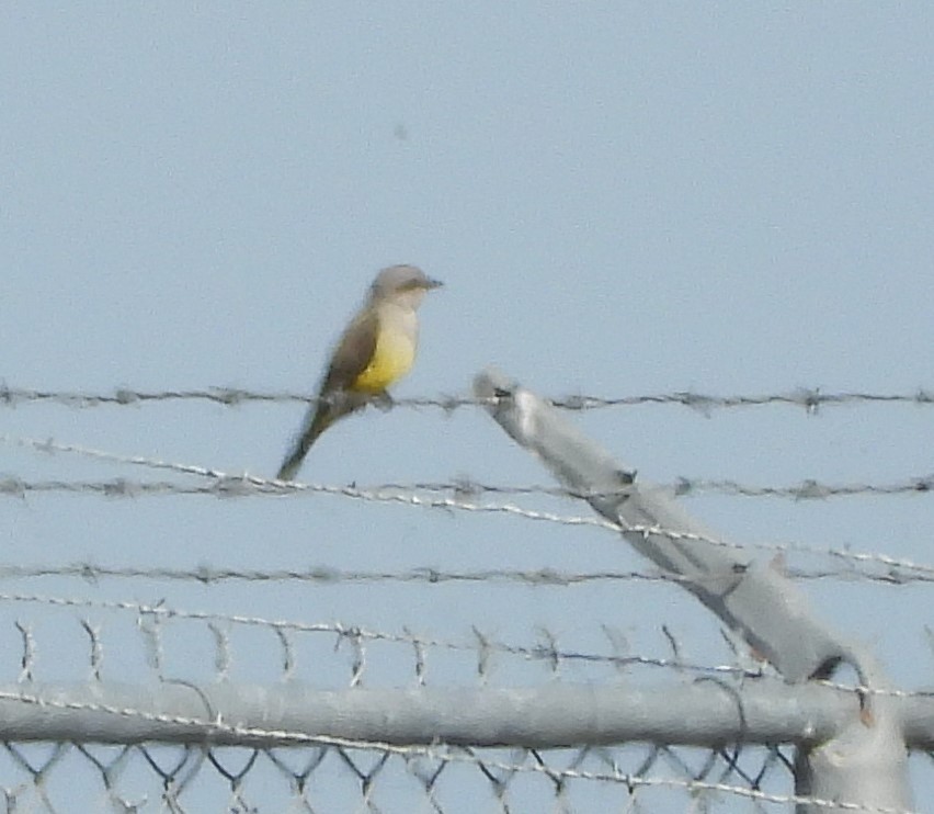 vestkongetyrann - ML646933991