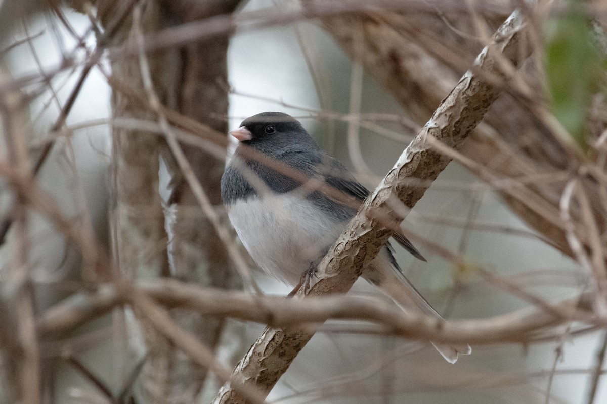 Dark-eyed Junco - ML646933993