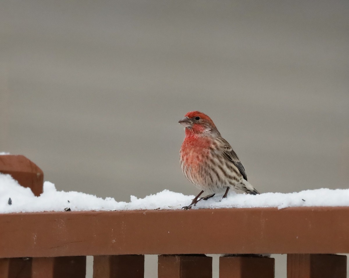House Finch - ML646933996